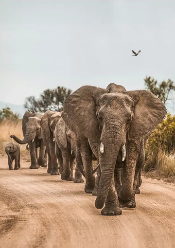 dibond,ingelijst,canvas,poster