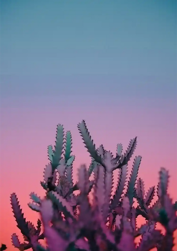 dibond,ingelijst,canvas,poster