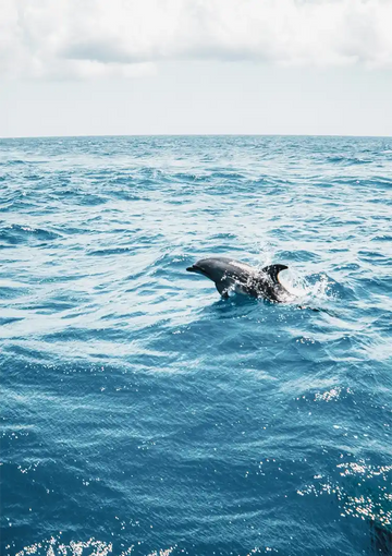 dibond,ingelijst,canvas,poster