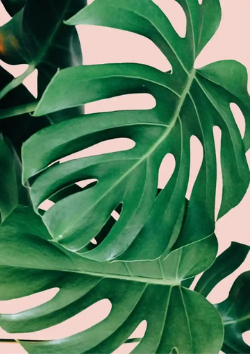 dibond,ingelijst,canvas,poster