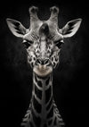 Een zwart-wit close-upportret van een giraffe, gecentreerd en rechtstreeks in de camera kijkend tegen een donkere achtergrond. Het beeld laat prachtig de verschillende vlekken, lange nek en expressieve ogen zien. Excuses, maar het lijkt erop dat de productbeschrijving voor CollageDepot's aab 209 AI waarnaar u verwijst ontbreekt.-