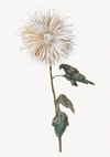 Een aquarelillustratie van een enkele bloem met een donzige, bolvormige crèmekleurige bloei. De bloem zit vast aan een lange steel met twee groene, gekartelde bladeren. De achtergrond is effen wit, met de ccc 014 - bekende schilders van CollageDepot.-