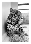 Een close-up zwart-witfoto van een luipaard die tegen een muur rust, met zijn kop iets naar de zijkant gedraaid, waardoor zijn gestippelde vacht en opvallende gelaatstrekken uit de bestsellerscollectie van CollageDepot goed zichtbaar zijn.-