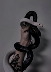 Een zwart-witte slang gewikkeld rond een getatoeëerde arm tegen een grijze achtergrond, prominent weergegeven als kunst. De kop van de slang bevindt zich vlakbij de hand van de persoon. Hierbij de ab 016 - zwart-wit van CollageDepot.-