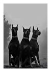 Drie zwarte Doberman-honden met halsbanden met studs, zitten dicht bij elkaar en kijken aandachtig, tegen een mistige, vervaagde ab 063 - zwart-wit achtergrond van CollageDepot.-
