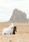 Een wit paard en een bruin paard staan in een droog, dor landschap met op de achtergrond een grote rotsformatie. De lucht erboven is bewolkt. Dit schilderachtige tafereel is vastgelegd in ddd 007 - Dieren van CollageDepot.-