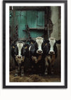 Een ingelijste foto, ideaal als unieke wanddecoratie, toont drie zwart-witte koeien die dicht bij elkaar staan in een donkere schuur. De achtergrond toont een verweerde, groene houten deur en enkele metalen kettingen die aan het plafond hangen. Op de vloer van de stal ligt hooi verspreid. Dit kunstwerk heet "Drie Koeien In Een Schuur Schilderij" van CollageDepot.,Zwart-Zonder,Lichtbruin-Zonder,showOne,Zonder