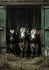Vier koeien staan dicht bij elkaar in de deuropening van een rustieke schuur. Twee koeien hebben een zwart-witte vacht, en de andere twee zijn meestal bruin met witte gezichten. De schuur heeft oude groene houten deuren en er voor ligt hooi op de vloer. Dit pittoreske tafereel wordt perfect vastgelegd in de ddd 002 - Dieren van CollageDepot.-