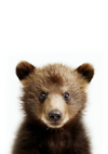 Een close-upfoto van een berenjong tegen een effen witte achtergrond uit het dcc 013 - kinderproduct van CollageDepot. De berenwelp heeft een donzige bruine vacht, ronde oren en grote ogen, die rechtstreeks in de camera kijken. De afbeelding is gecentreerd op het gezicht en het bovenlichaam van de berenwelp.-
