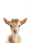 Een close-upbeeld van een jonge geit die naar voren kijkt. De geit heeft grote oren, een lichtbruine vacht en een nieuwsgierige uitdrukking. De achtergrond is effen wit.Product: dcc 012 - kinderenMerk: CollageDepot-