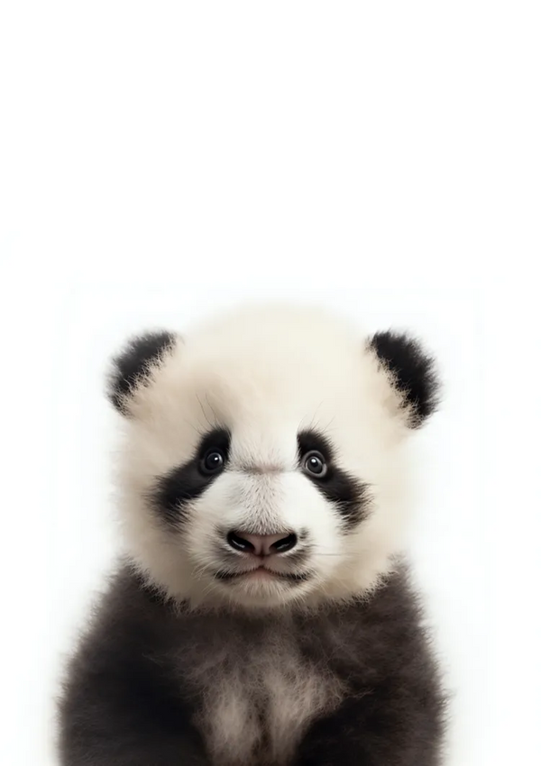 Een close-up van een pandawelp die rechtstreeks naar de camera staart tegen een effen witte achtergrond. De panda heeft ronde oren, een zwarte neus, donkere kringen rond de ogen en een donzige vacht van witte en zwarte vacht. Dit schattige tafereel wordt perfect vastgelegd in de dcc 007 - kids van CollageDepot.-