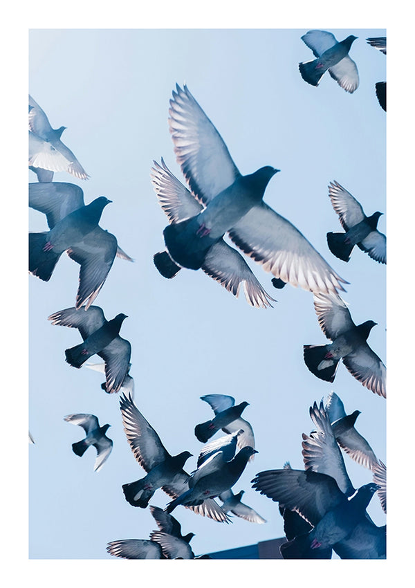 De afbeelding toont een zwerm duiven tijdens de vlucht tegen een helderblauwe lucht. De duiven hebben hun vleugels wijd gespreid terwijl ze vliegen, sommige hoger en sommige lager in het frame. Het zonlicht benadrukt de randen van hun vleugels, waardoor een opvallend visueel effect ontstaat. Dit tafereel is prachtig vastgelegd in de bbb 037 - natuur van CollageDepot.-