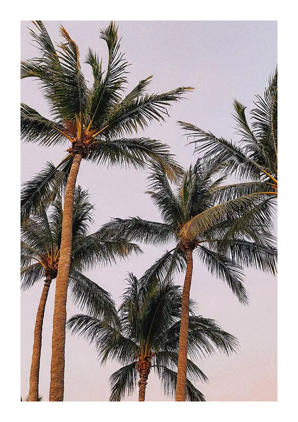 Een groep hoge palmbomen met groene bladeren staat tegen een roze lucht en creëert het perfecte Hoge Palmbomen Schilderij van CollageDepot. De toppen van de bomen hellen lichtjes en de lucht heeft een kleurverloop van lichtroze naar paars, wat duidt op zonsopgang of zonsondergang. De afbeelding heeft een tropische sfeer en kan gemakkelijk onderdeel zijn van een schilderij met een magnetisch ophangsysteem voor moeiteloze weergave.-