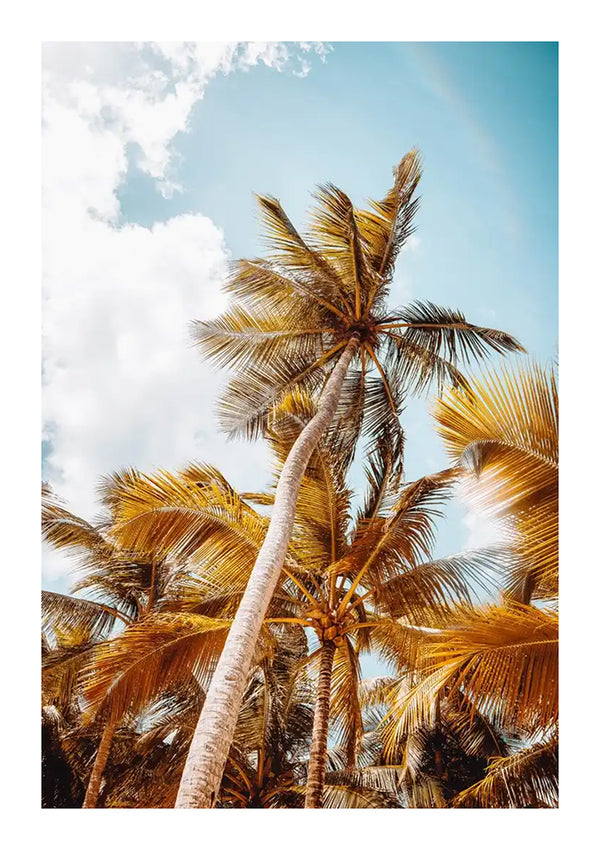 Hoge palmbomen met geelgroene bladeren zijn te zien tegen een helderblauwe lucht met verspreide witte wolken, wat lijkt op een natuurlijk schilderij. De foto is genomen vanuit een lage hoek, waardoor de hoogte en structuur van de palmbomen worden benadrukt, waardoor een prachtig stukje wanddecoratie ontstaat: het Onderaanzicht Prachtige Palmbomen Schilderij van CollageDepot.-