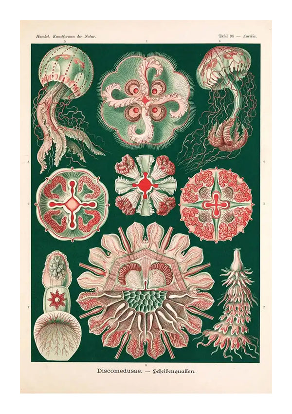 Vintage wetenschappelijke illustratie met verschillende dwarsdoorsneden en hele aanzichten van kwallensoorten, afgebeeld in gedetailleerde anatomische tekeningen op een groene achtergrond gemaakt door CollageDepot's cc 070 - natuur.-
