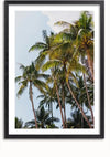 Een ingelijste foto, perfect voor wanddecoratie, toont een groep hoge palmbomen tegen een blauwe lucht met enkele verspreide wolken. Het zwarte frame contrasteert prachtig met de lichte en natuurlijke tinten van de bomen en de lucht. Dit stuk heet Palmbomen Met Heldere Lucht Schilderij van CollageDepot.,Zwart-Met,Lichtbruin-Met,showOne,Met