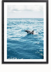 Een ingelijste foto toont een dolfijn die in de helderblauwe oceaan zwemt onder een gedeeltelijk bewolkte hemel. Dit prachtige Springende Dolfijn In De Natuur Schilderij van CollageDepot, met een strakke zwarte lijst, is gemakkelijk tentoon te stellen dankzij het magnetische ophangsysteem.,Zwart-Met,Lichtbruin-Met,showOne,Met